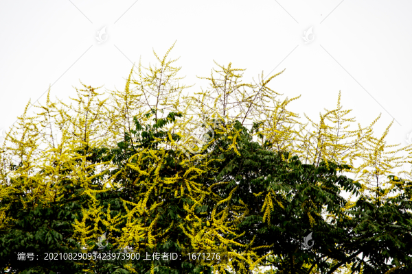 欒樹花