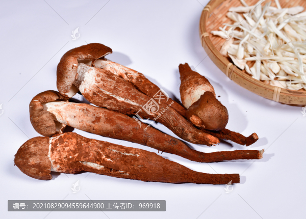 野生雞樅菌