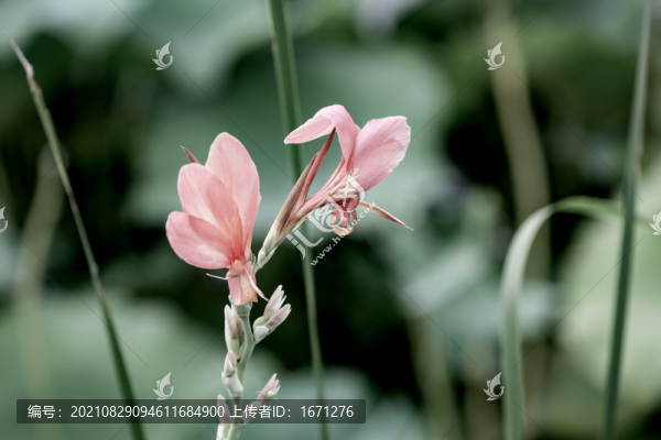 美人蕉花
