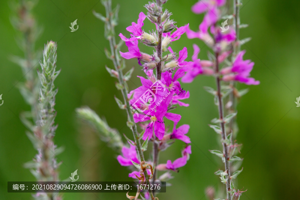 千屈菜