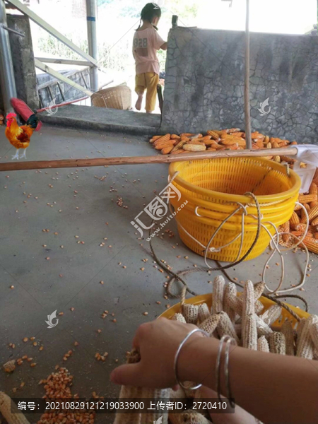 剝包谷