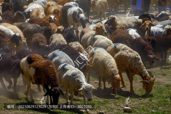 賽里木湖草原牧民轉(zhuǎn)場(chǎng)