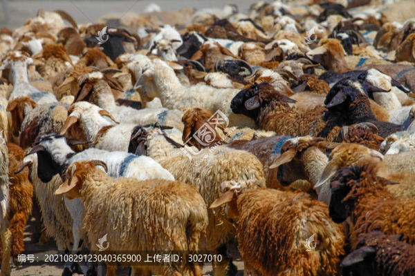 賽里木湖草原牧民轉(zhuǎn)場