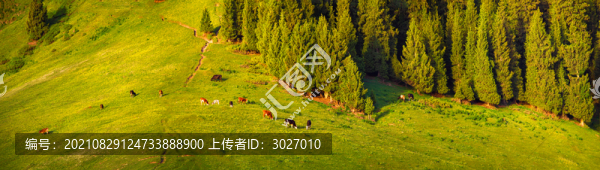 賽里木湖草原