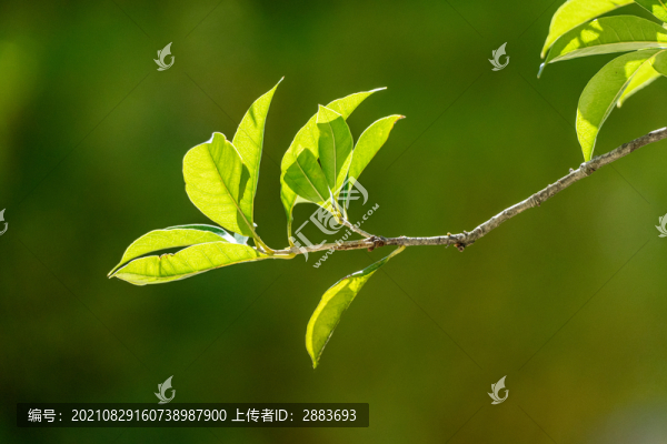 桂樹葉