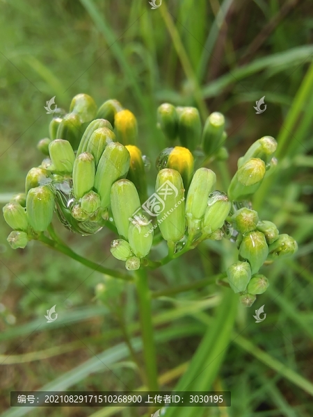 黃鵪菜花