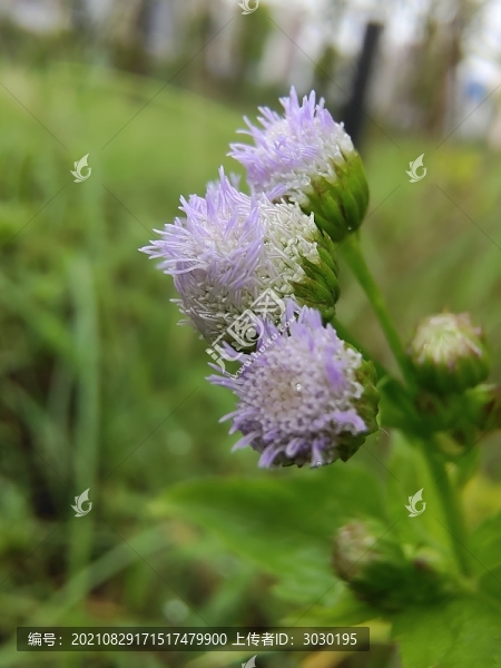 藿香薊花