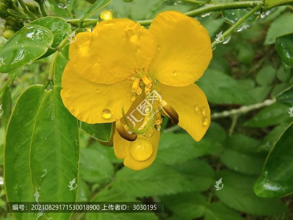 雙莢決明花