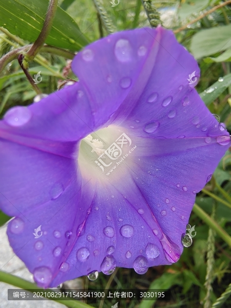 雨后紫色喇叭花