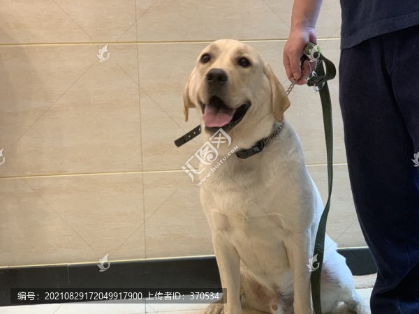 拉布拉多犬