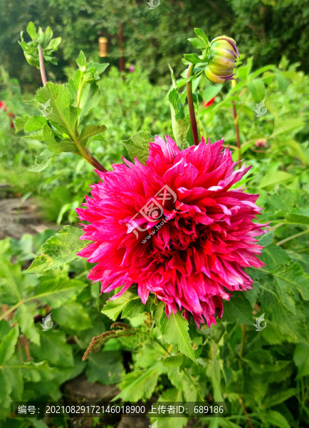 鮮花