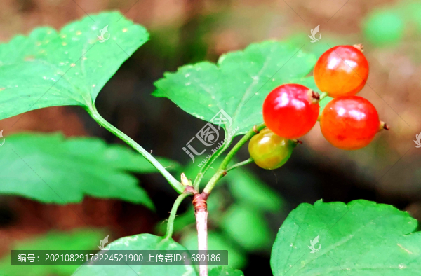 紅果