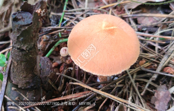 蘑菇