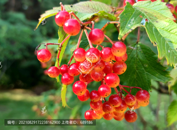 紅豆