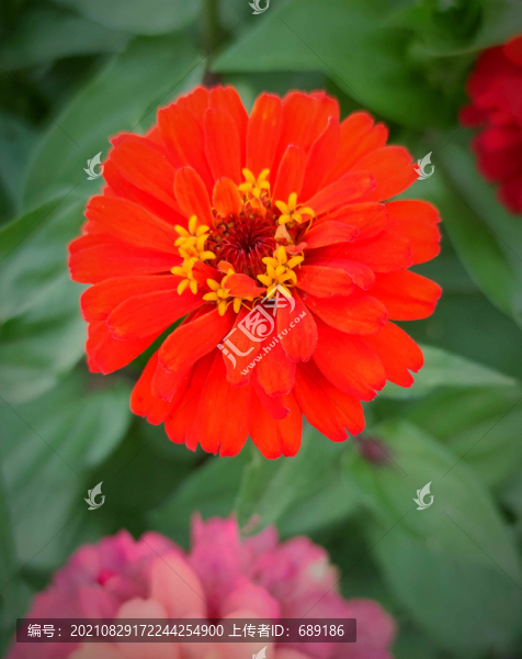 鮮花