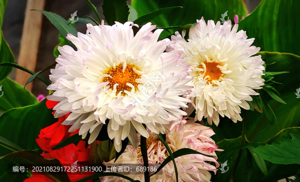 鮮花