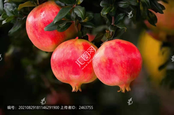 突尼斯軟籽石榴