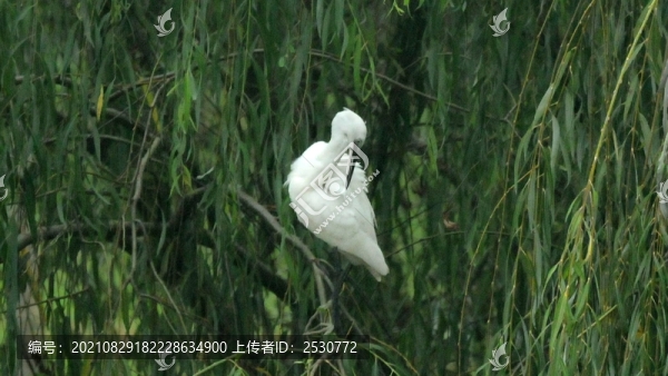 白鷺