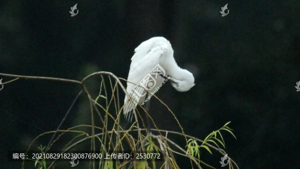 白鷺-匯圖網(wǎng) www.fosd68.com 白鷺