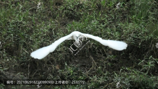 白鷺