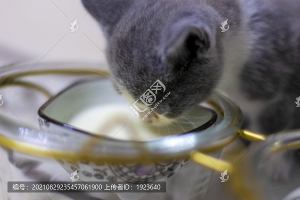 貓
