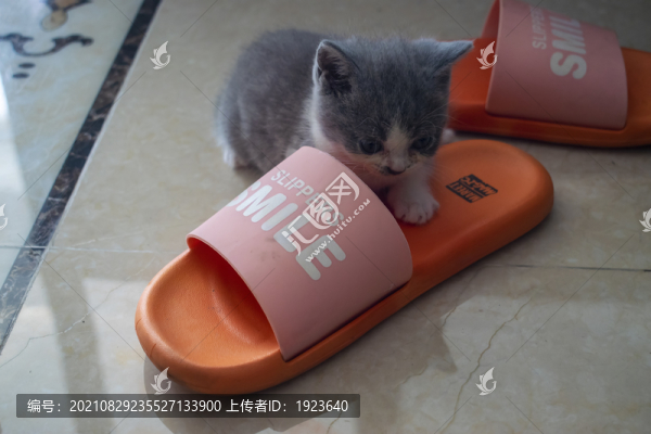貓