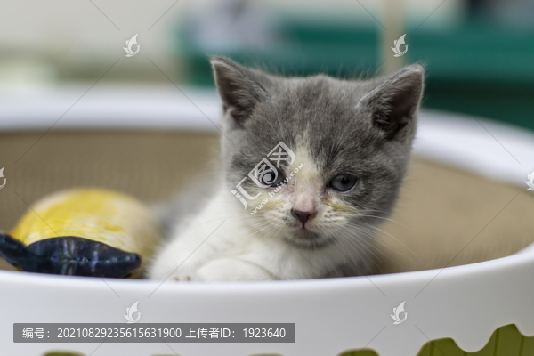 貓