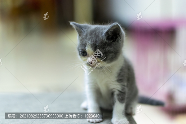 貓