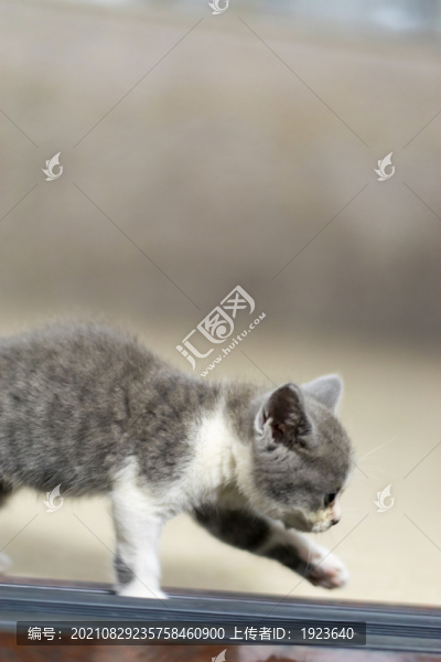 貓