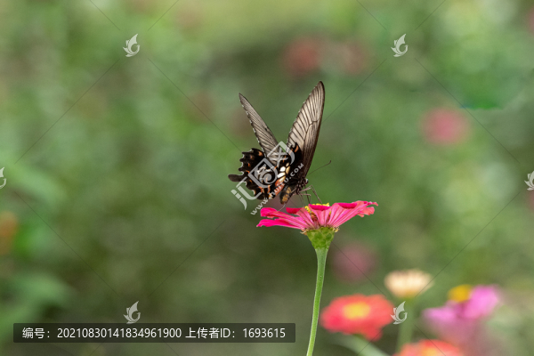 蝴蝶