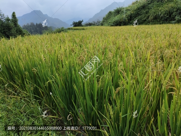 水稻田