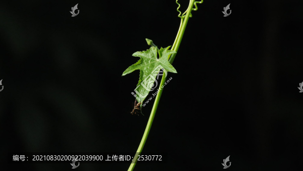 絲瓜藤上的飛蟻
