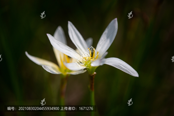 蔥蓮