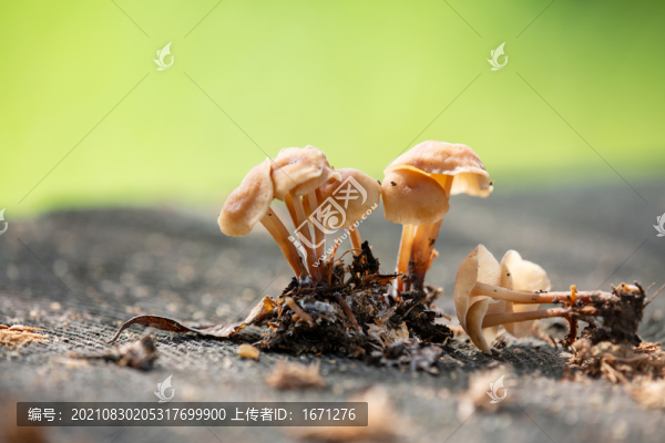 野蘑菇