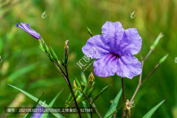 翠蘆莉藍紫色藍花草蘭花草