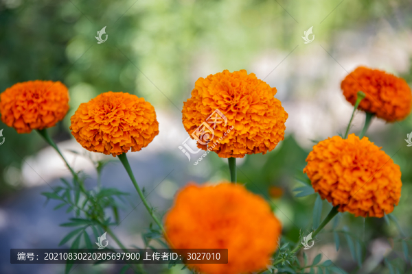 新疆菊花