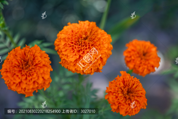 新疆菊花