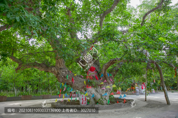 葉城核桃七仙園