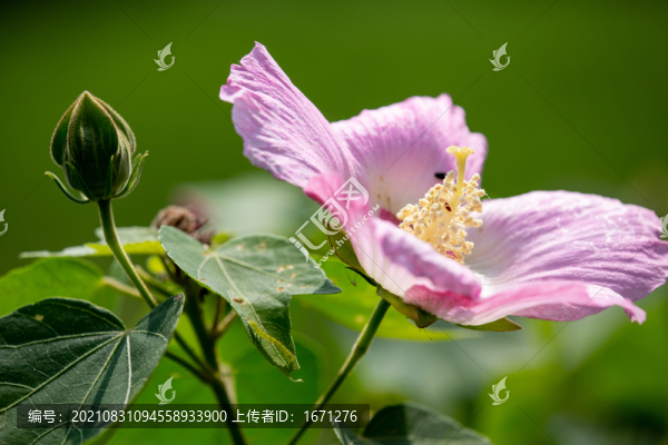 芙蓉花