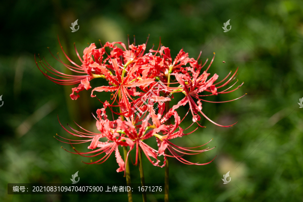 彼岸花