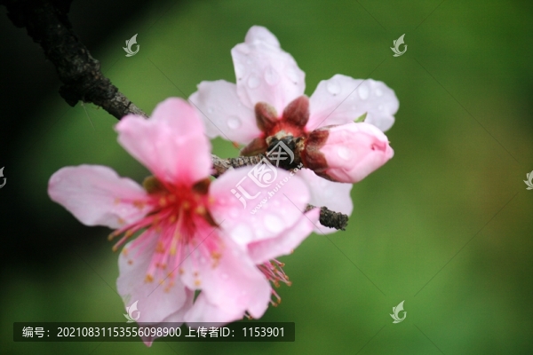 杏花