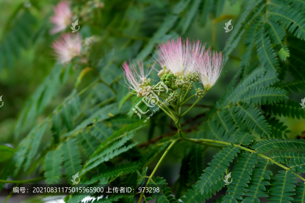 合歡花