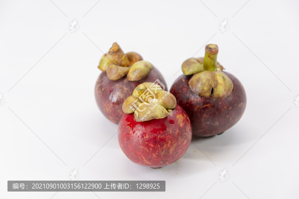 白底山竹