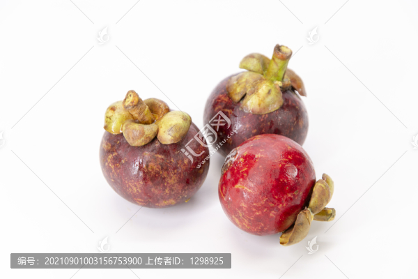 白底山竹