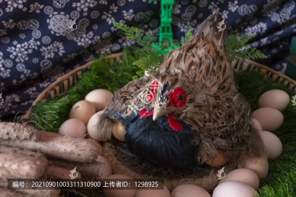 母雞下蛋