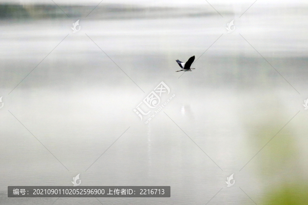 鷺鳥(niǎo)