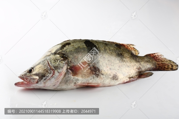 桂魚
