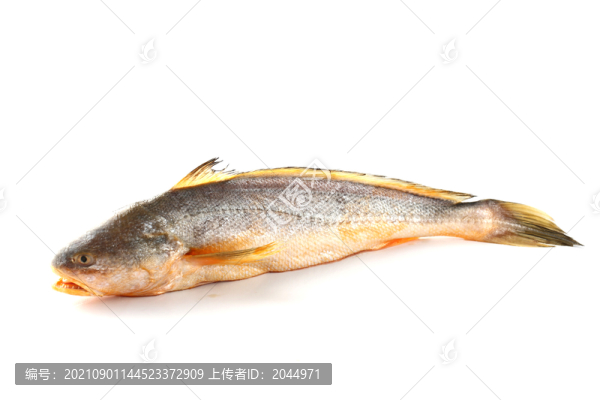 緬甸黃魚