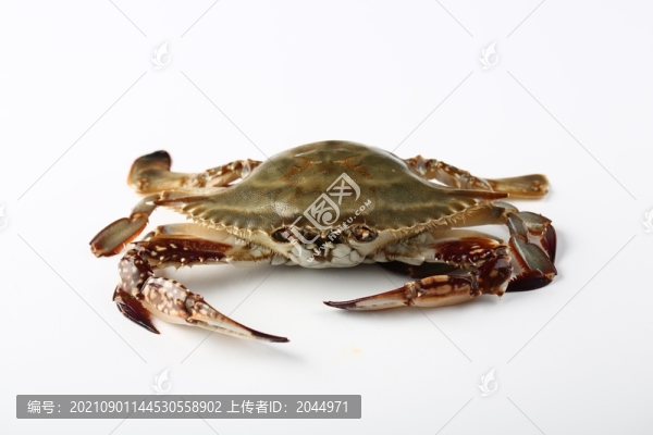 梭子蟹