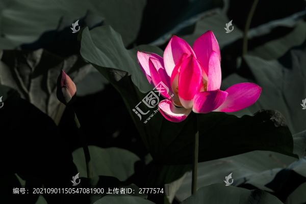 荷花